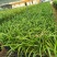 兰花建兰市长红漂亮红花花卉1组2苗连体批发