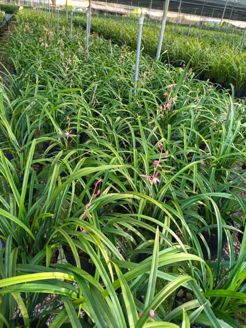 兰花建兰市长红漂亮红花花卉1组2苗连体批发