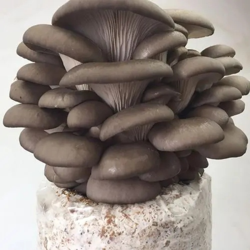 摆地摊蘑菇菌包电商淘宝拼多多等蘑菇菌包批发平菇菌棒
