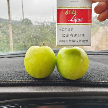 台湾大青枣中叶枣蜜丝枣牛奶枣苹果枣鲜果货源充足