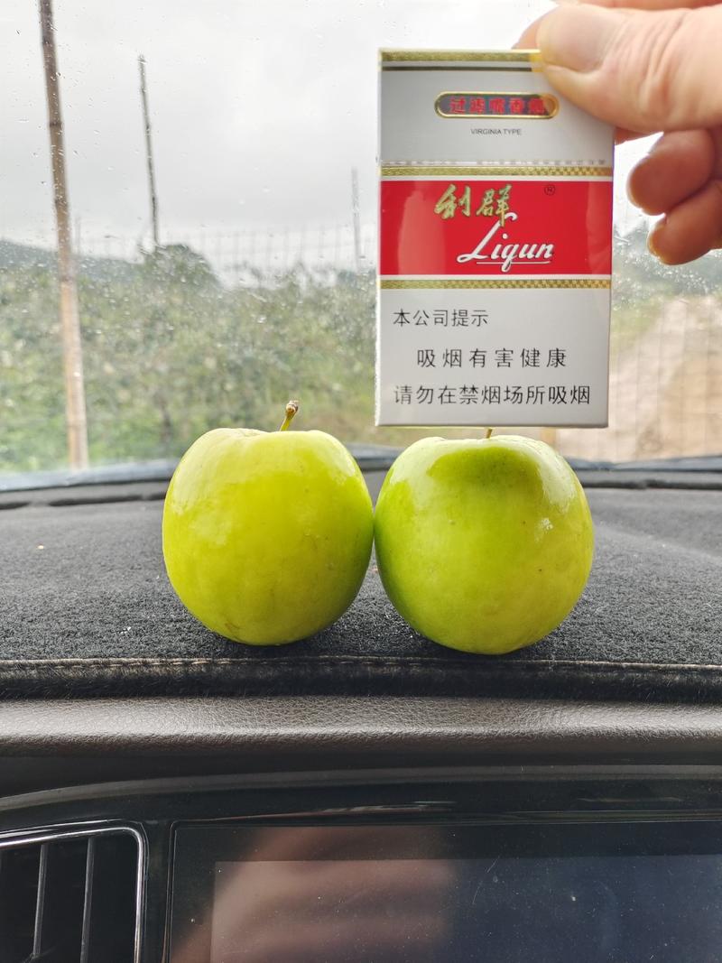 台湾大青枣中叶枣蜜丝枣牛奶枣苹果枣鲜果货源充足