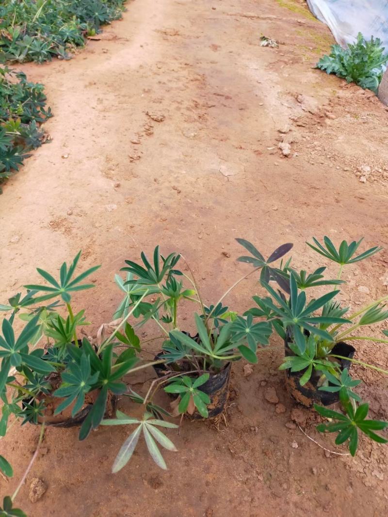 羽扇豆优质鲁冰花基地直发欢迎实地看货