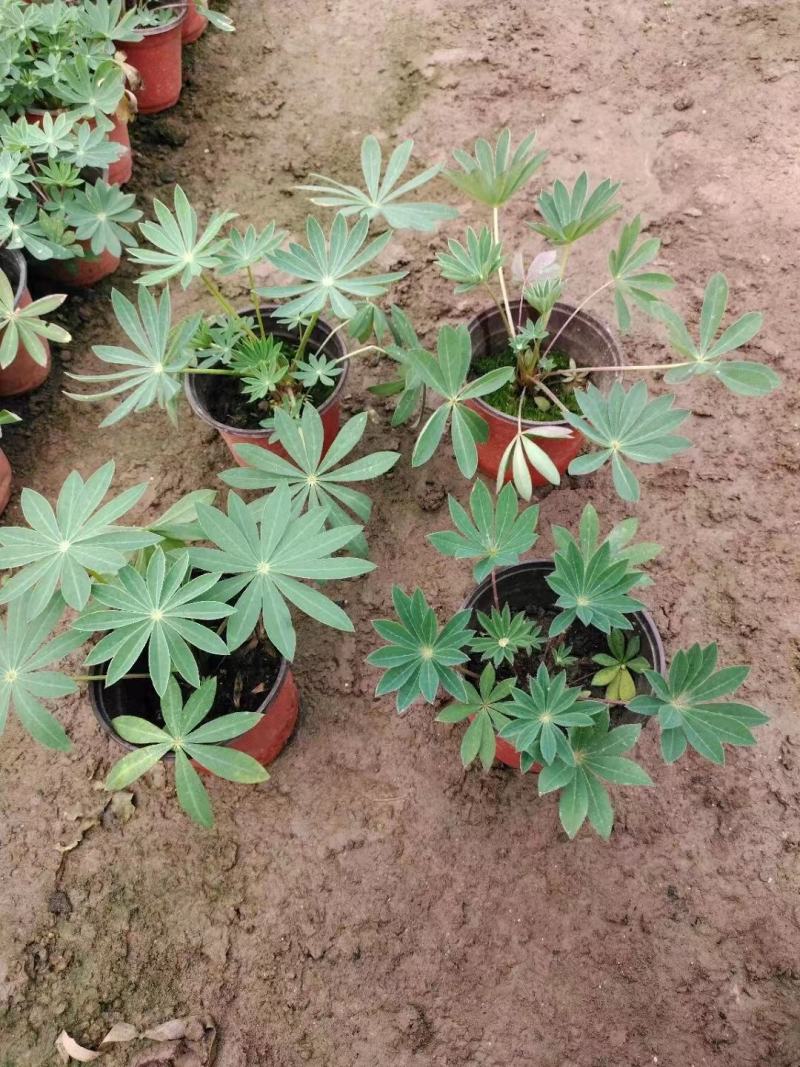 羽扇豆优质鲁冰花基地直发欢迎实地看货