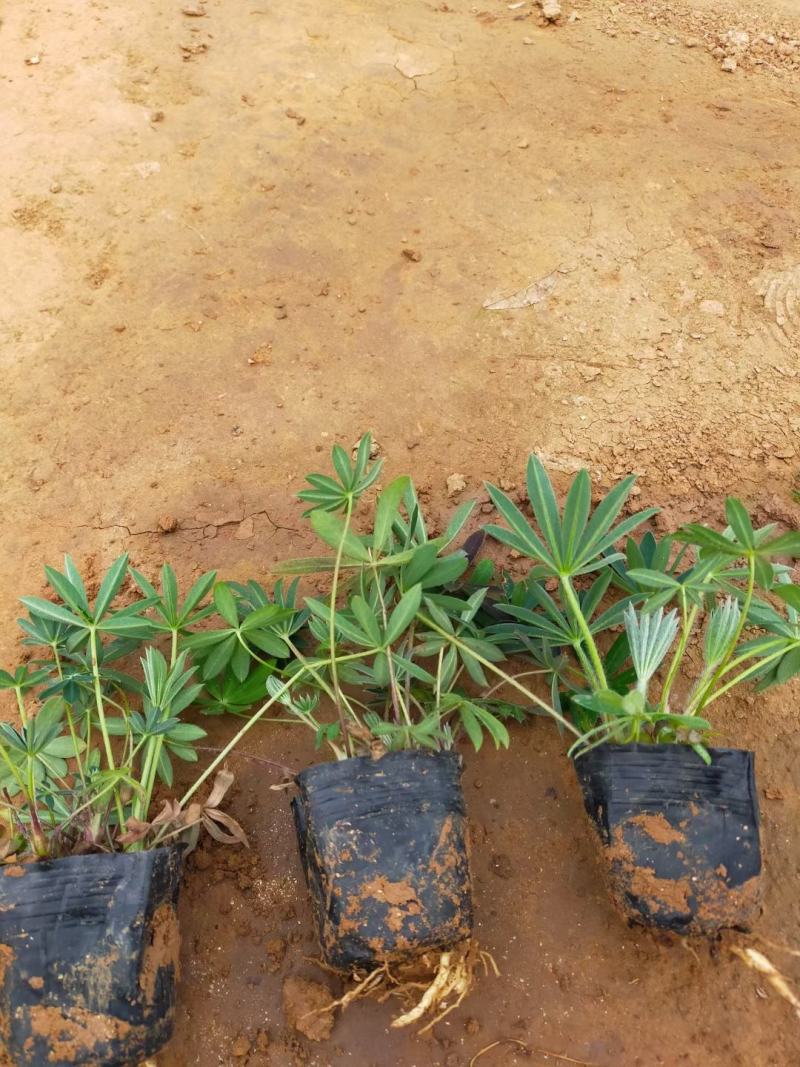 羽扇豆优质鲁冰花基地直发欢迎实地看货