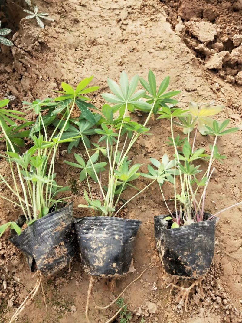羽扇豆优质鲁冰花基地直发欢迎实地看货