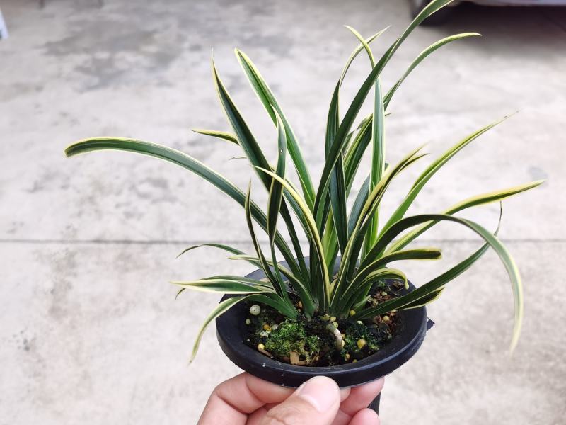 兰花建兰艺草艺兰漂亮线艺花卉1组4苗连体批发