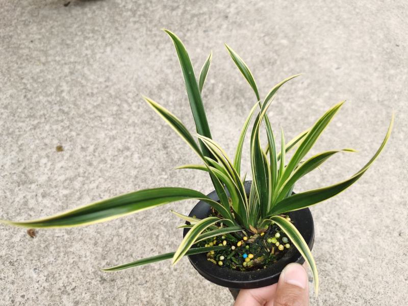 兰花建兰艺草艺兰漂亮线艺花卉1组4苗连体批发