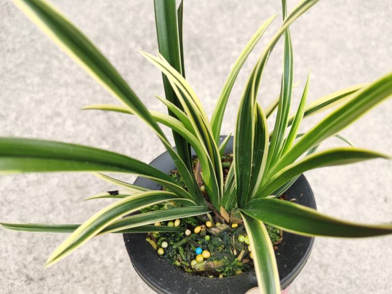 兰花建兰艺草艺兰漂亮线艺花卉1组4苗连体批发