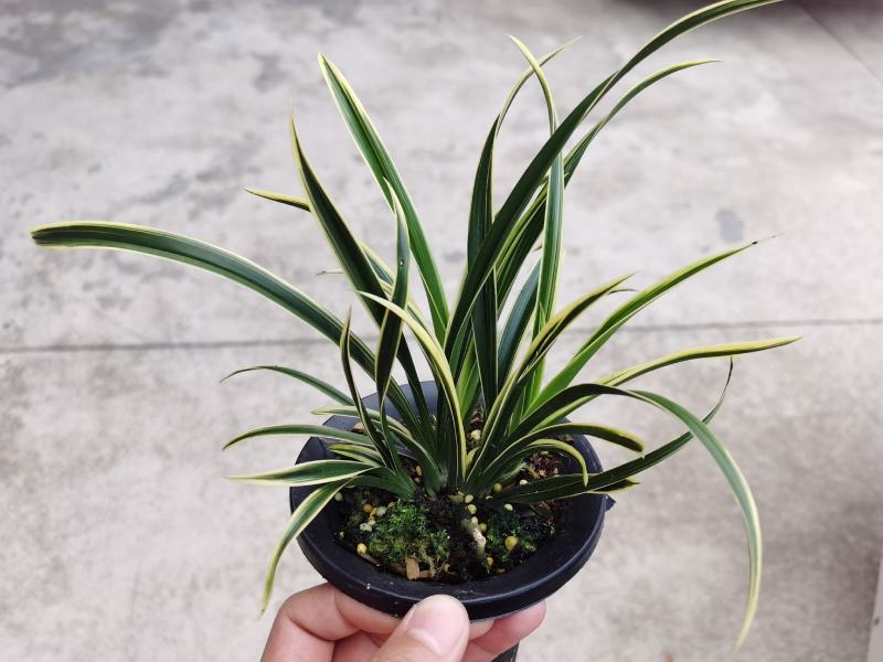 兰花建兰艺草艺兰漂亮线艺花卉1组4苗连体批发