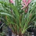 兰花养兰台北小姐浓香花卉批发1组5苗连体