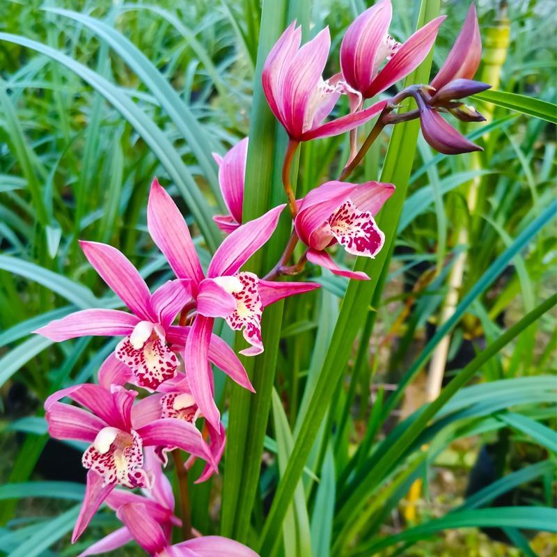 兰花养兰台北小姐浓香花卉批发1组5苗连体
