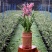 兰花养兰台北小姐浓香花卉批发1组5苗连体