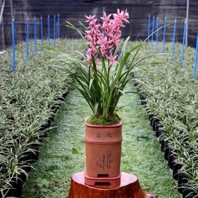 兰花养兰台北小姐浓香花卉批发1组5苗连体