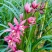 兰花养兰台北小姐浓香花卉批发1组5苗连体