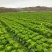 麻叶菜大量上市、质量保证、质量很好欢迎采购1144