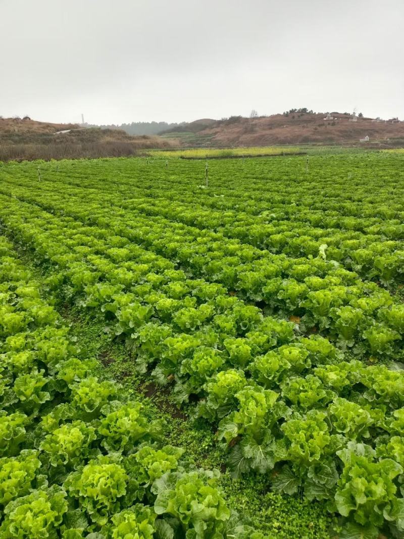 麻叶菜大量上市、质量保证、质量很好欢迎采购1144