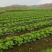 麻叶菜大量上市、质量保证、质量很好欢迎采购1144