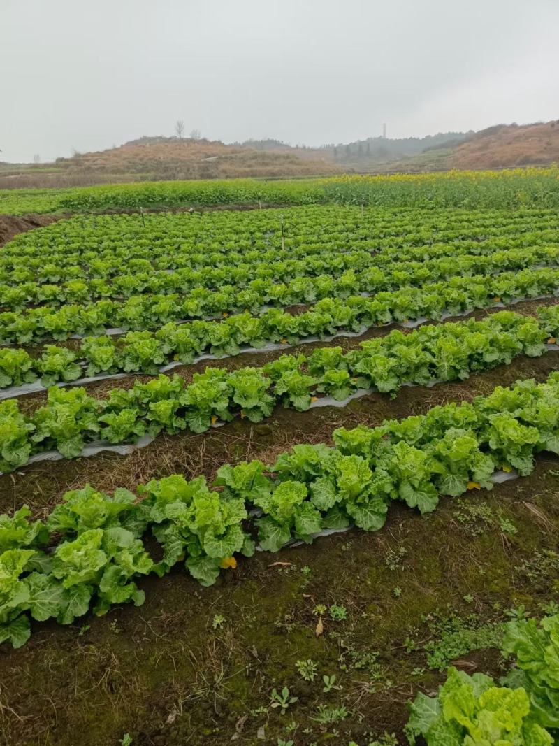 麻叶菜大量上市、质量保证、质量很好欢迎采购1144