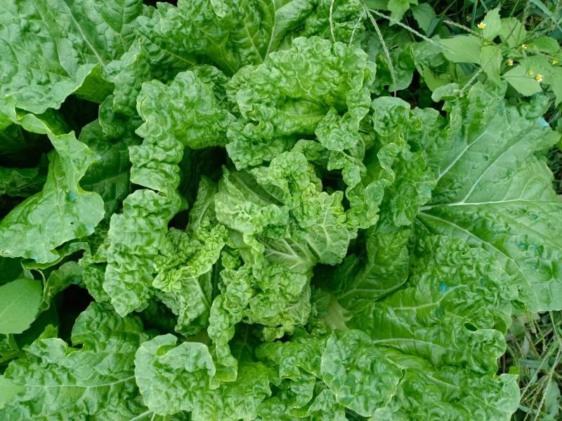 麻叶菜大量上市、质量保证、质量很好欢迎采购1144