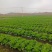麻叶菜大量上市、质量保证、质量很好欢迎采购1144