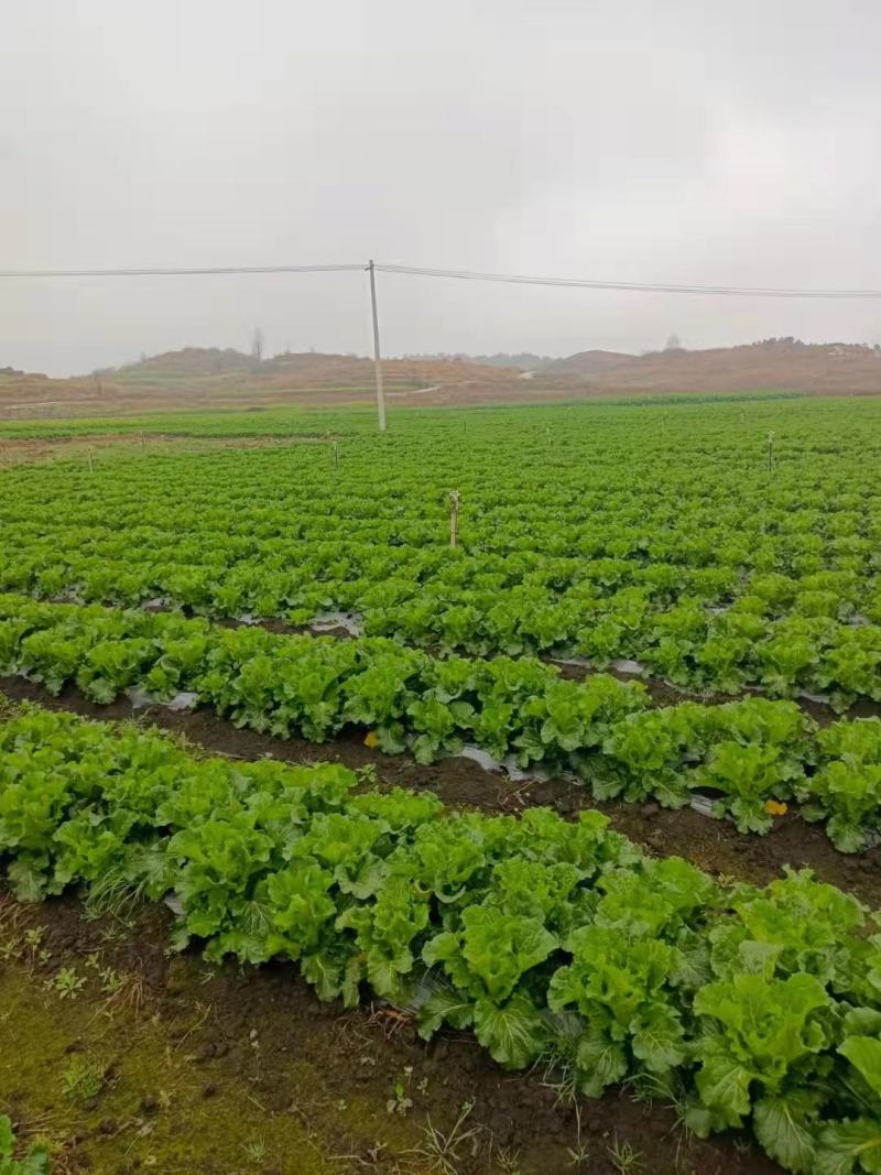 麻叶菜大量上市、质量保证、质量很好欢迎采购1144
