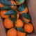 正宗奉节脐橙10斤精品电商，人工精选，现摘现发。保证新鲜