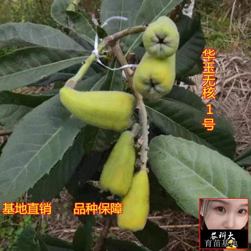 枇杷树苗无核特大华玉1号枇杷树苗无籽枇杷南北方种植耐寒