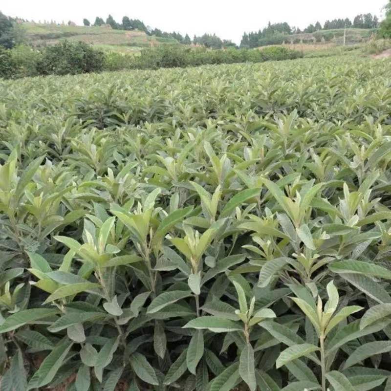 枇杷树苗无核特大华玉1号枇杷树苗无籽枇杷南北方种植耐寒