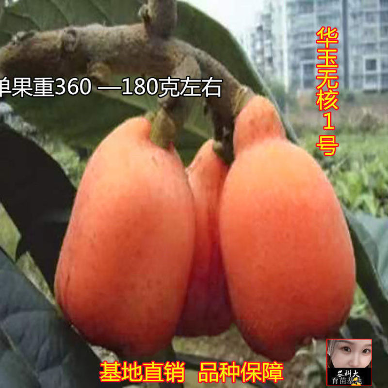 枇杷树苗无核特大华玉1号枇杷树苗无籽枇杷南北方种植耐寒