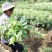 枇杷树苗无核特大华玉1号枇杷树苗无籽枇杷南北方种植耐寒