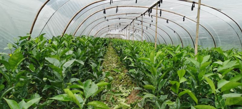 福建平和正宗泰国红宝石青柚嫁接苗【无籽青皮大红柚】