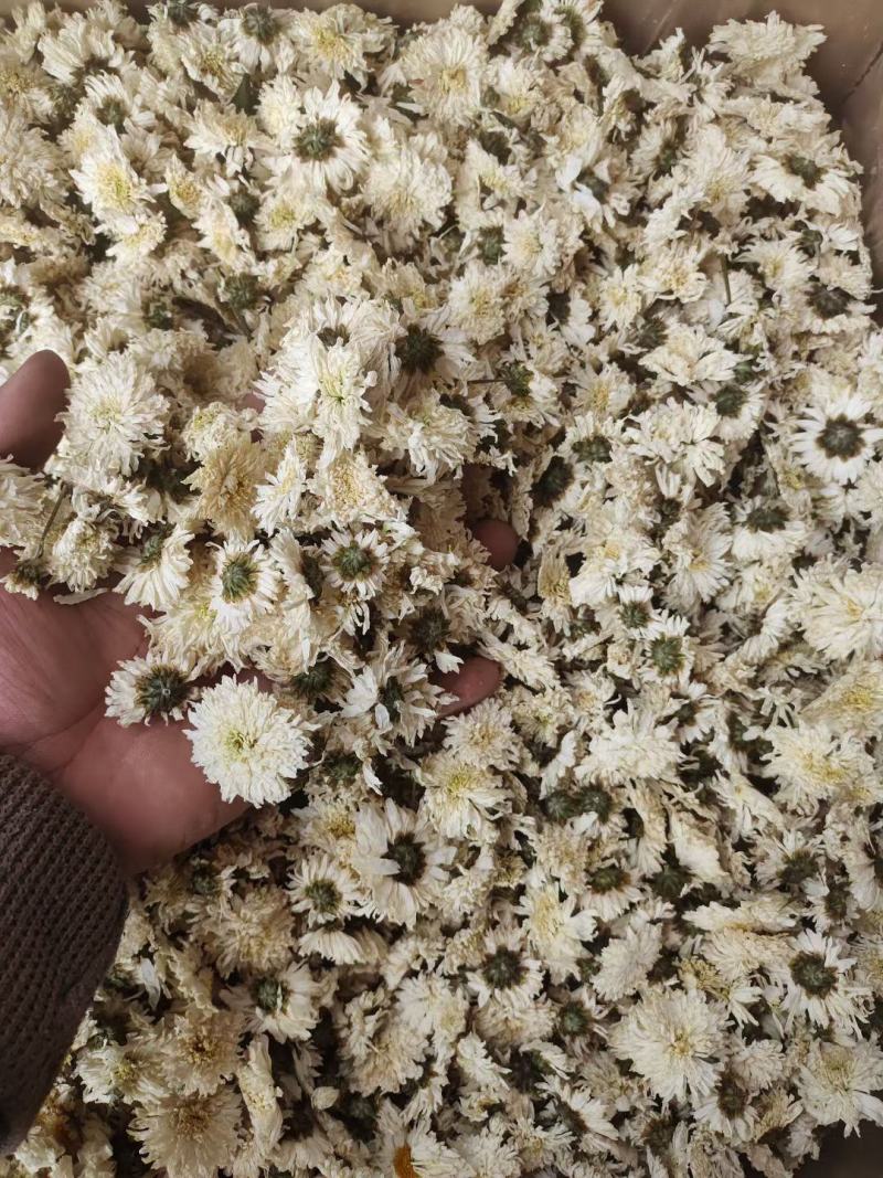 精品七月菊各种规格大货
