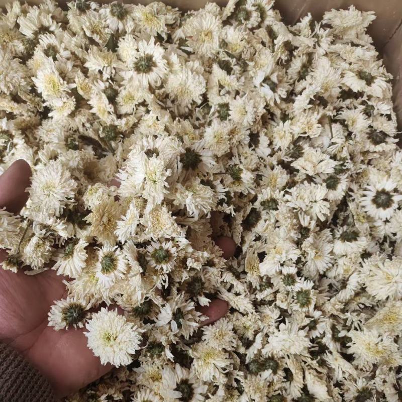精品七月菊各种规格大货