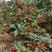 大红袍花椒苗，适合各种土质栽培，品味及好，生长快，结果多