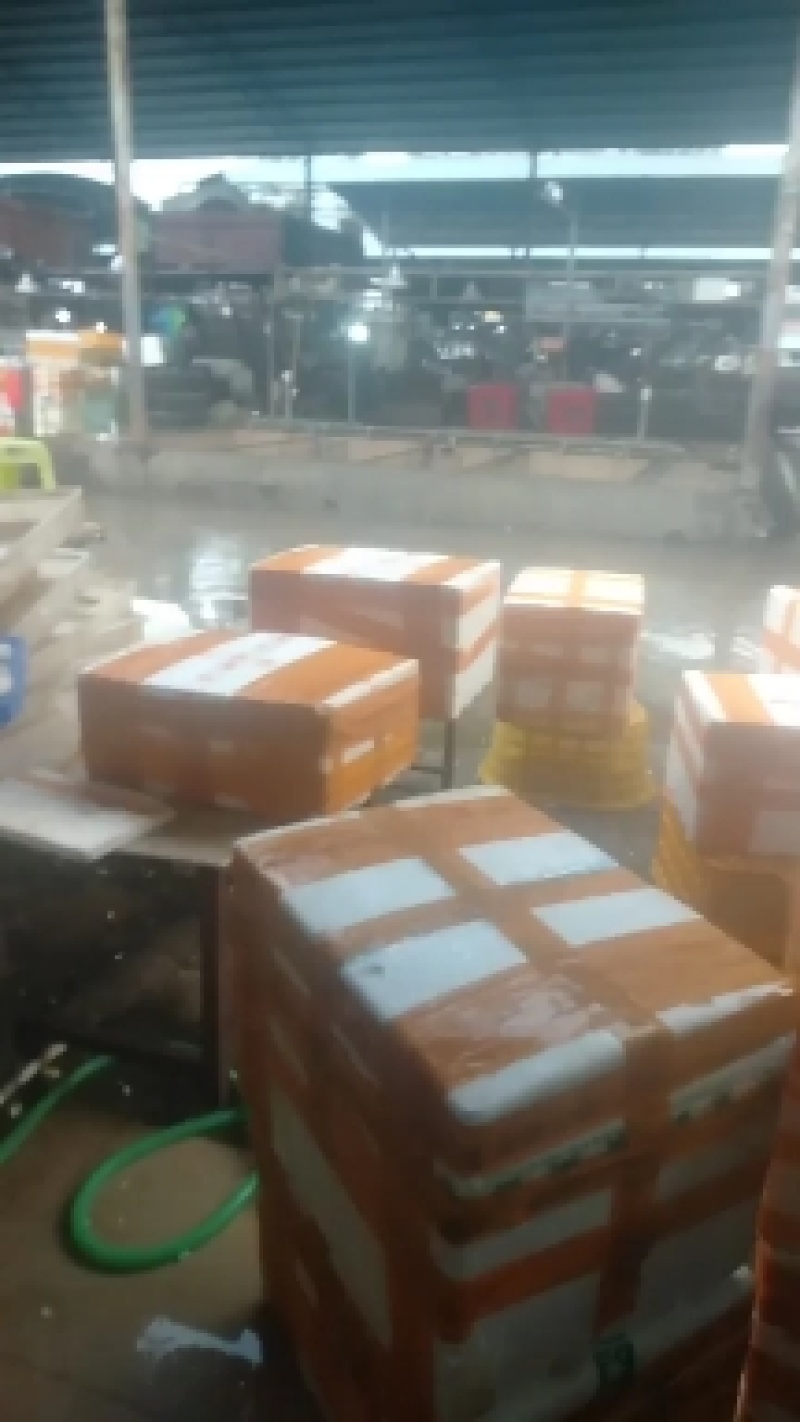 供应国内不经过任何药品泡浸加工无异的优质产品石斑鱼鱼肚。