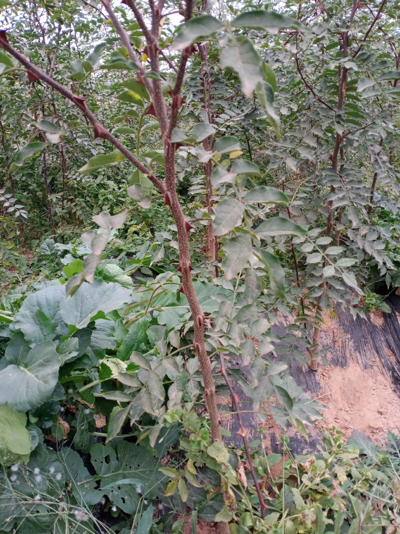 大红袍花椒苗，适合各种土质栽培，品味及好，生长快，结果多