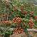 大红袍花椒苗，适合各种土质栽培，品味及好，生长快，结果多