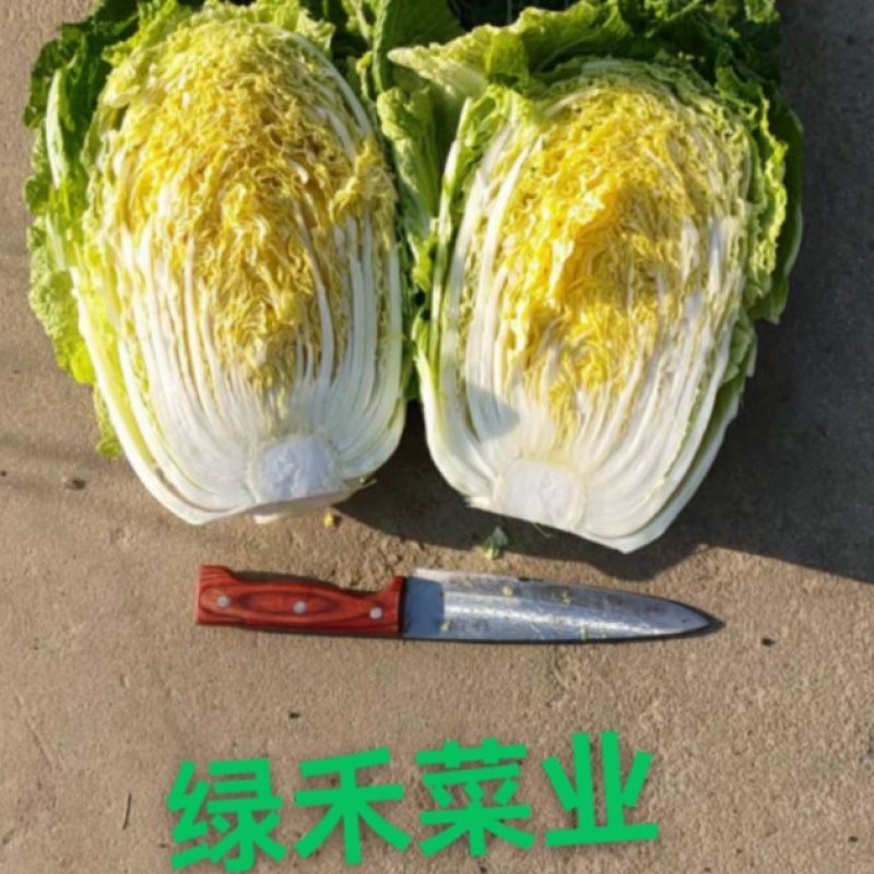 绿禾蔬菜基地矮颗黄心白菜个头3—6斤、个头匀耐运输储存
