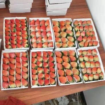 云南会泽县草莓蒙特瑞草莓基地直销价格便宜没有中间商