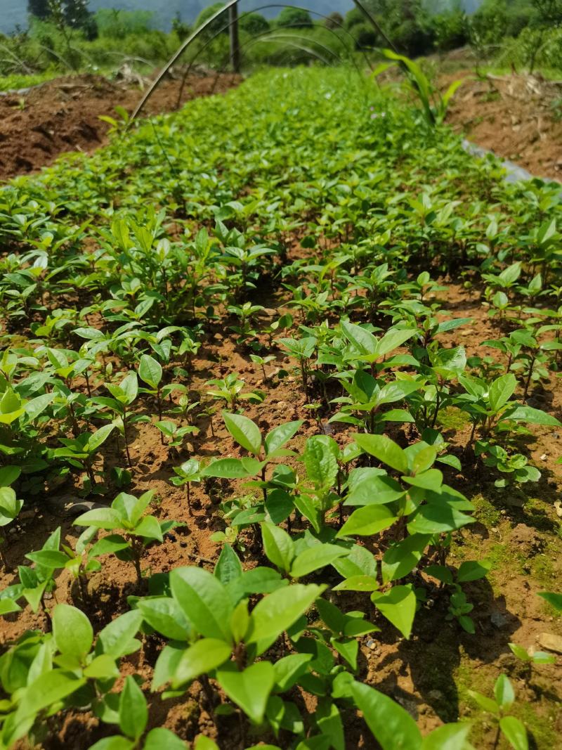 香樟苗小叶香樟树大叶樟树苗绿化占地樟树苗1-2年包邮发货