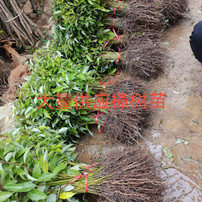香樟苗小叶香樟树大叶樟树苗绿化占地樟树苗1-2年包邮发货