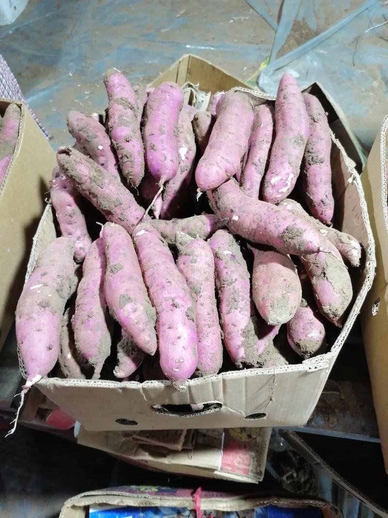 辽宁省凌海早丰地瓜红薯，红皮白瓤板栗薯，早丰龙九全国发货