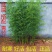 庭院绿化观赏植物紫竹苗青竹苗金镶玉竹子苗佛肚竹报平安