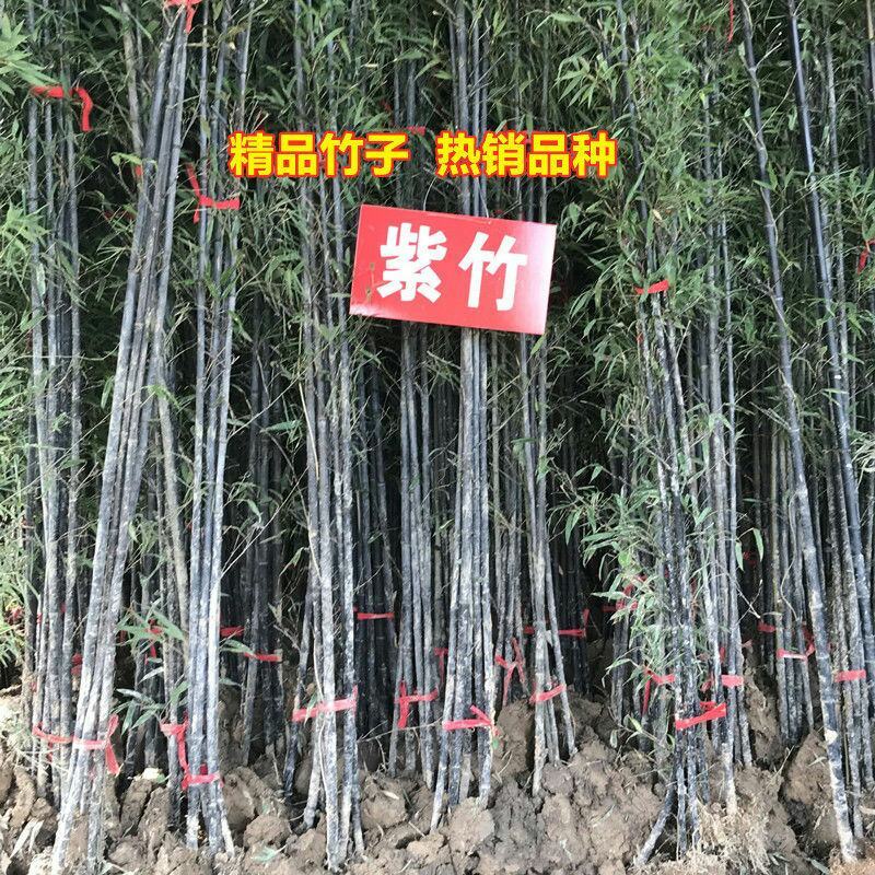 庭院绿化观赏植物紫竹苗青竹苗金镶玉竹子苗佛肚竹报平安