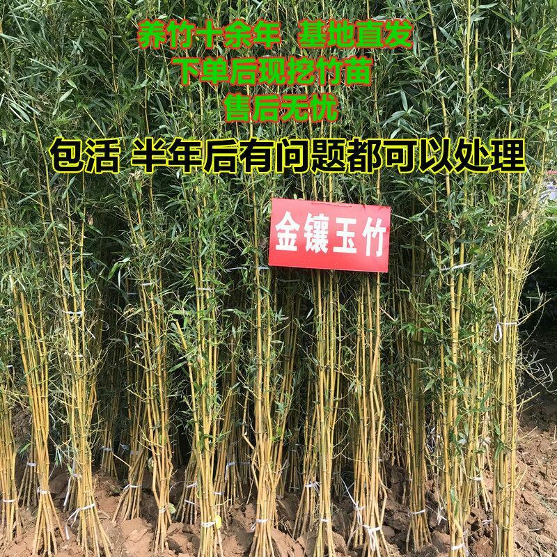 庭院绿化观赏植物紫竹苗青竹苗金镶玉竹子苗佛肚竹报平安