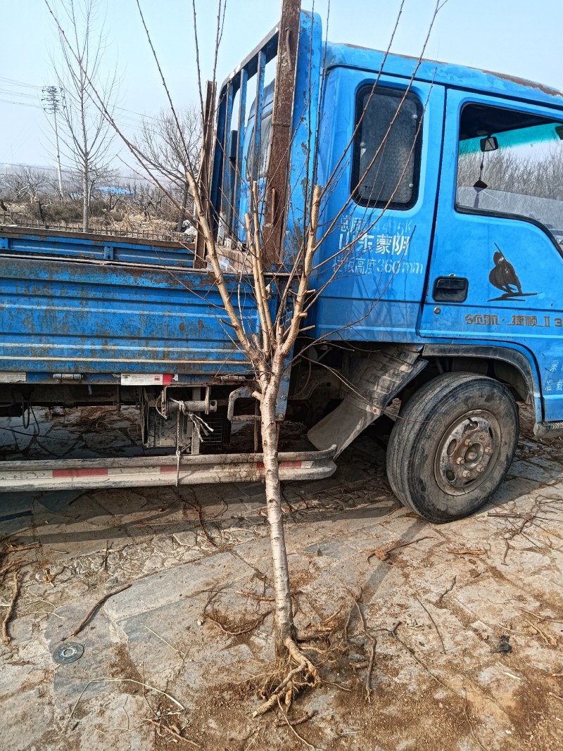 蒙阴蜜桃甲天下，蒙阴桃树遍地是，占地用桃苗