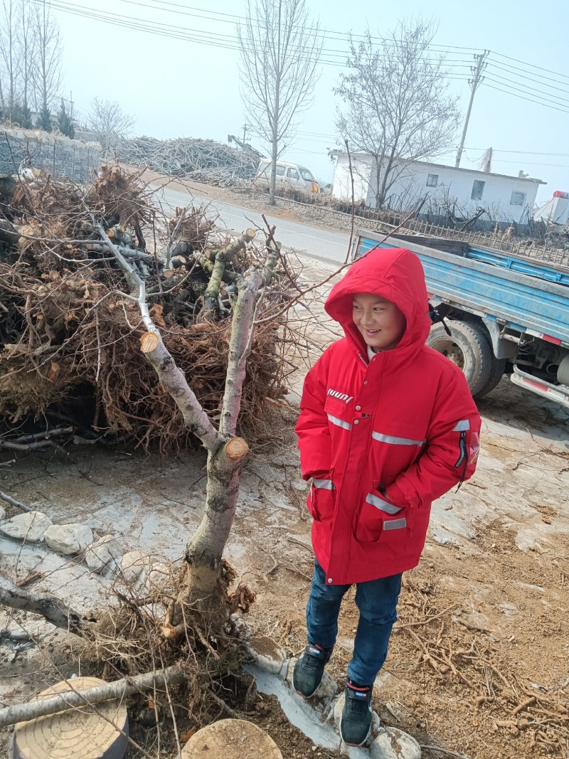 蒙阴蜜桃甲天下，蒙阴桃树遍地是，占地用桃苗