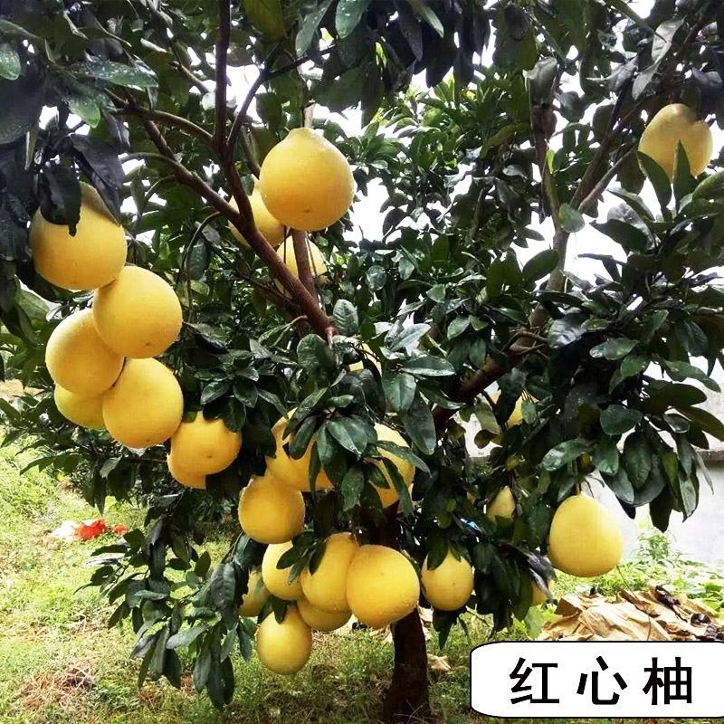 柚子树苗沙田柚苗红心密柚三红密柚桂柚嫁接苗