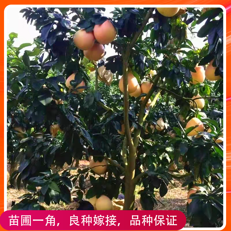 柚子树苗沙田柚苗红心密柚三红密柚桂柚嫁接苗