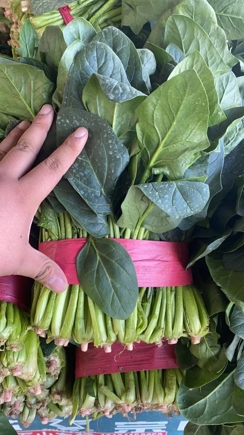山东聊城蔬菜基地大叶菠菜大量上市25~30厘米